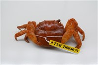 藏品(白紋方蟹)的圖片